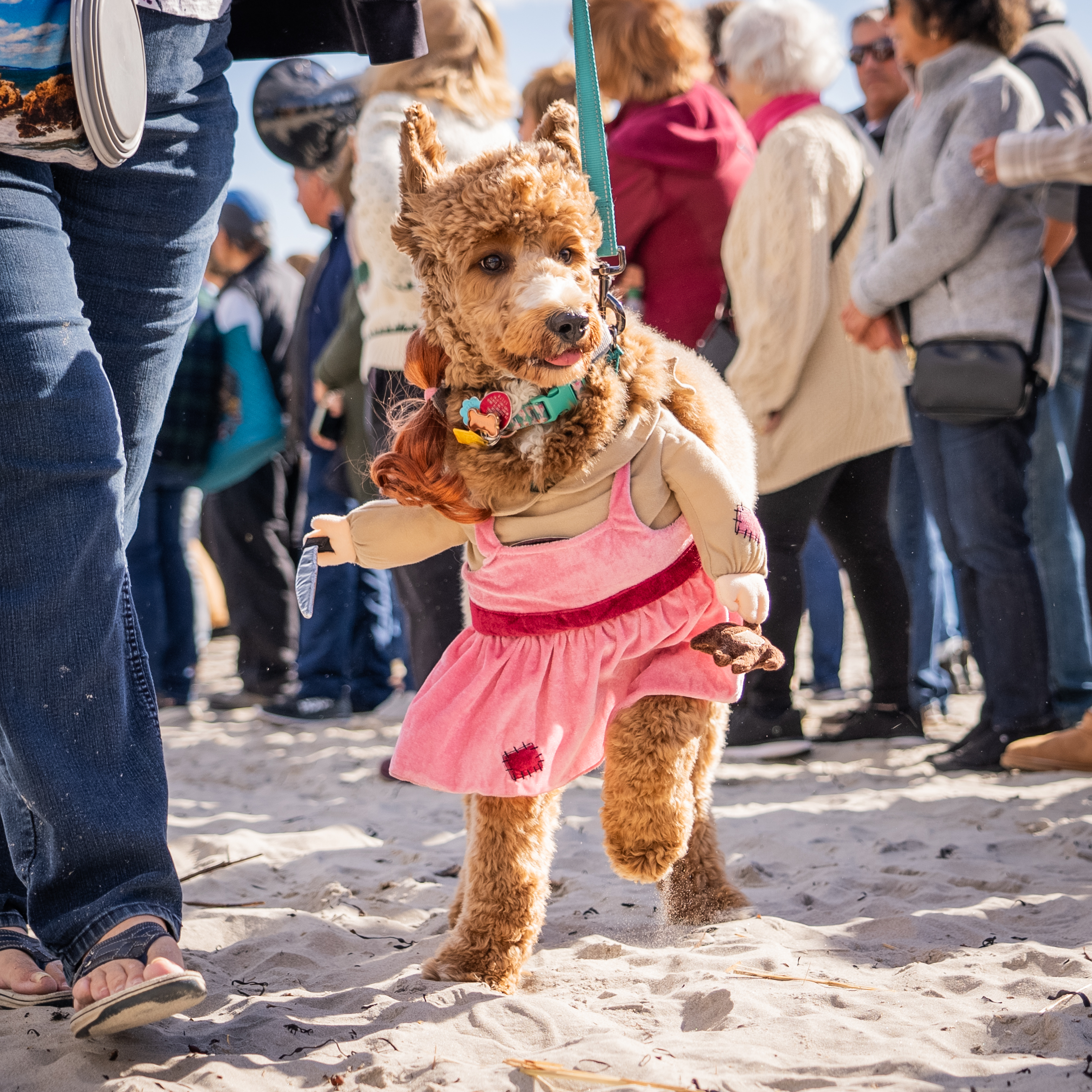 OgunquitFest Dog Parade